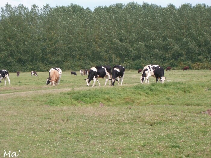 140809_marais_sougeal4