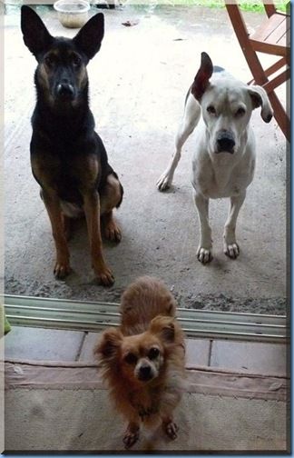 MES 3 CHIENS 