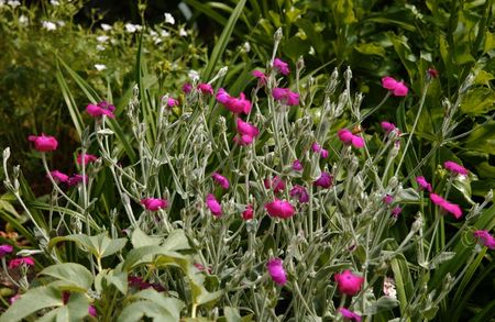 lychnis_coronaria