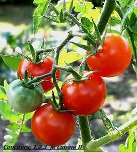 concours tomates