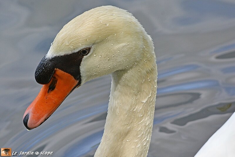 Cygne-portrait