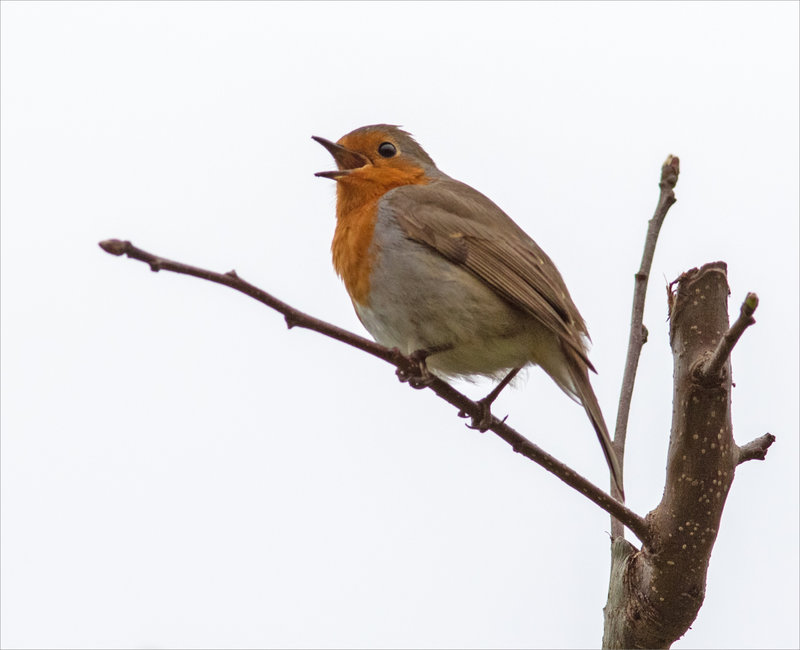 oiseau RG 2 chante 220323