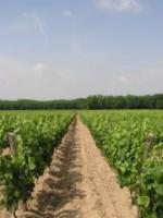 vignes_s