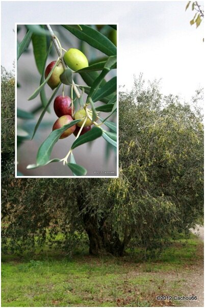 OLIVES 4