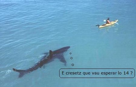 requin13_b_