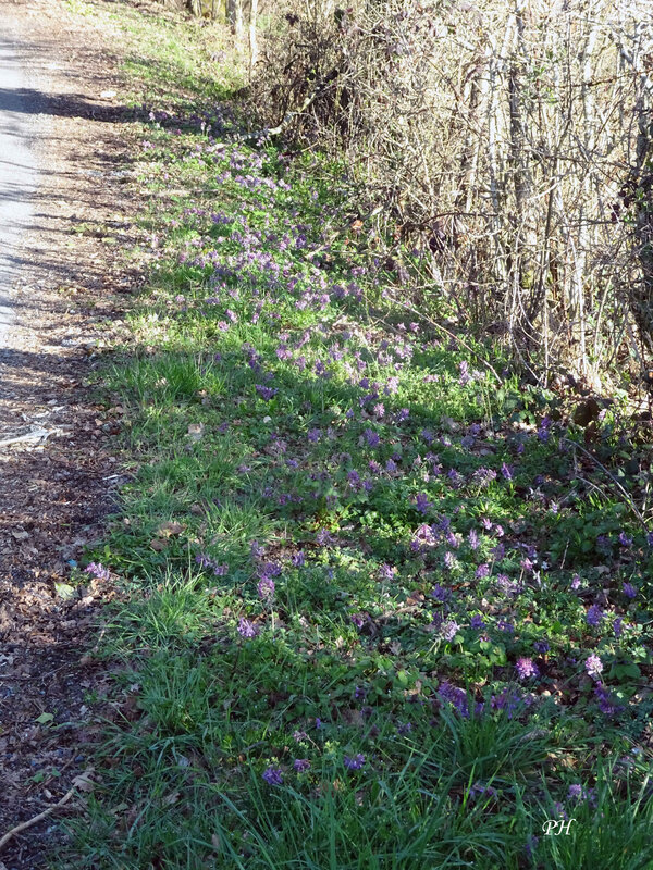 Corydalis solida 4