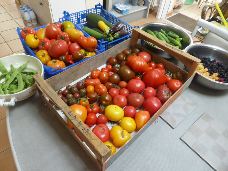 6-tomates, haricots, courgettes, aubergines, mûres- (2)