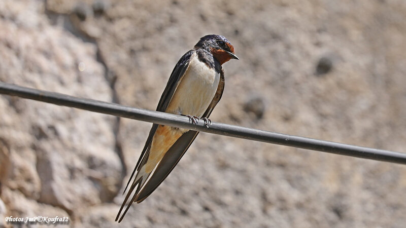 Photos JMP©Koufra 12 - Le Caylar - Hirondelle - 23052019 - 0019