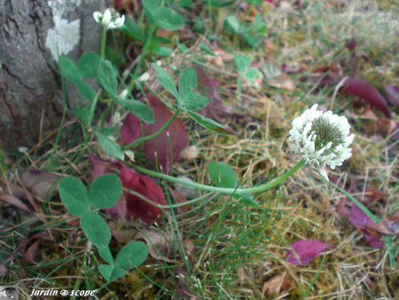 Tréfle blanc • Trifolium repens