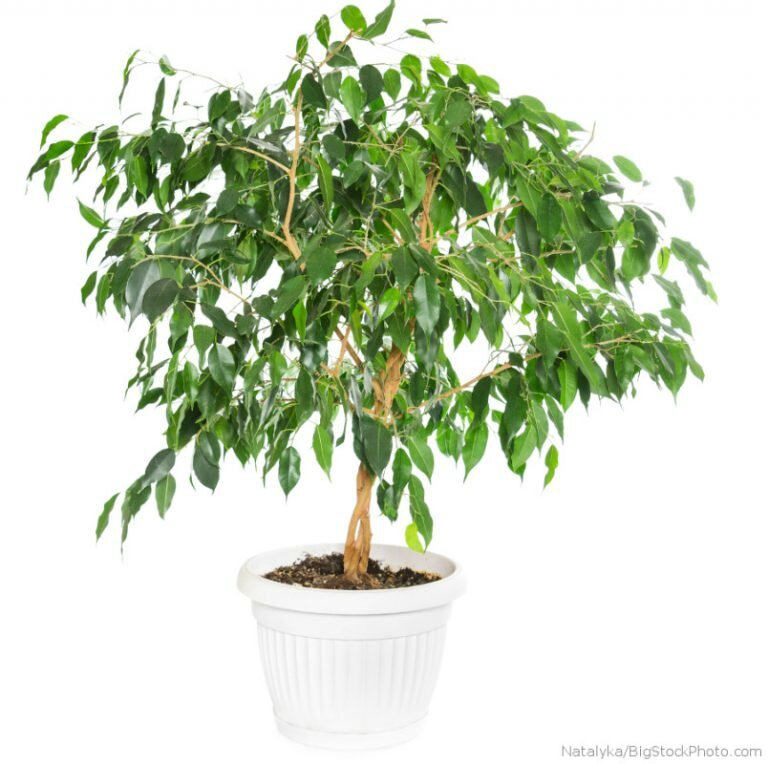 Ficus-Benjamina-Intro-900-804x800-768x764