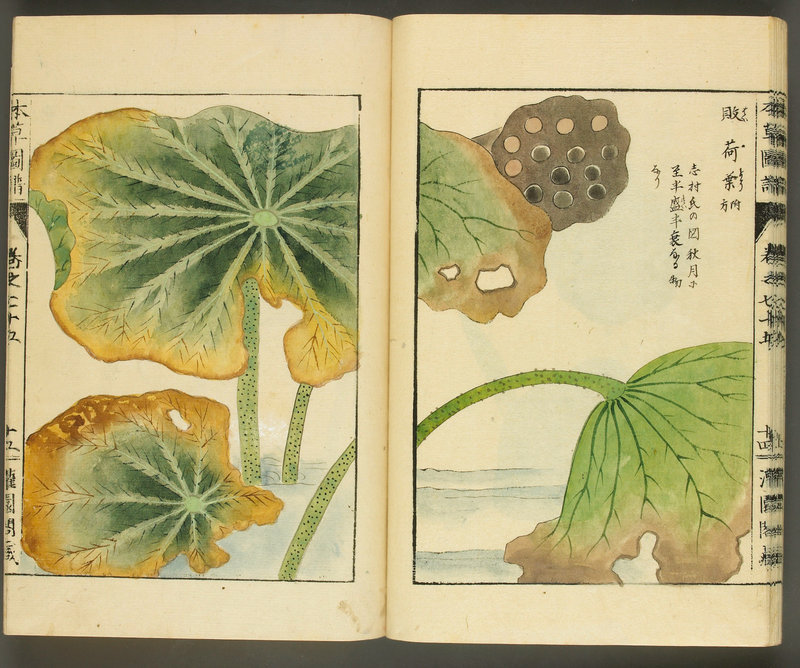 exposition-medecines-dasie-musee-guimet-iwasaki-tsunemasa-recueil-illustre-de-plantes-herbacees-1600x0