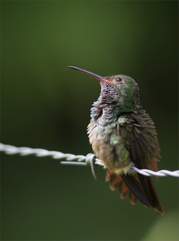 J1 CR Arenal La Fortuna 011219 ym 33 oiseau colibri toilette