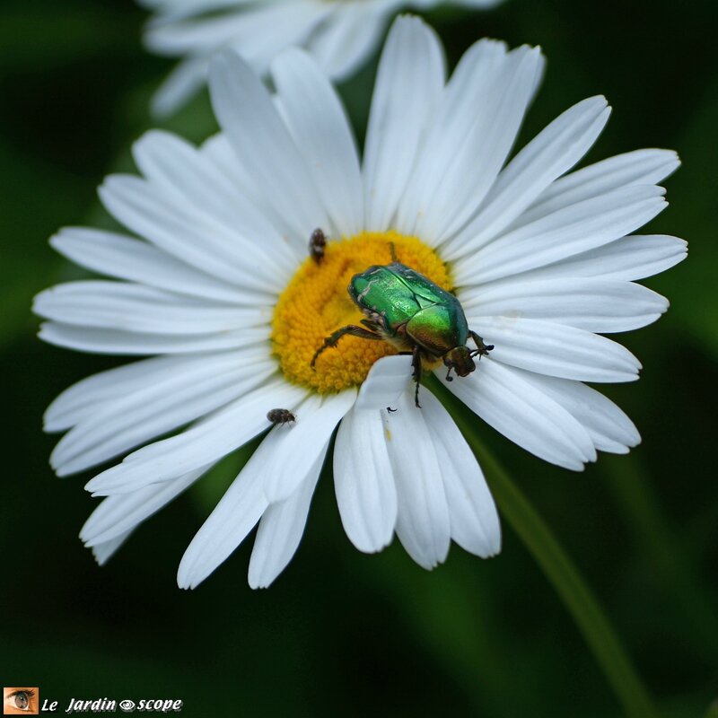 Chrysanthème Silver Princess