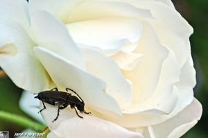Lepture-sur-rose-blanche
