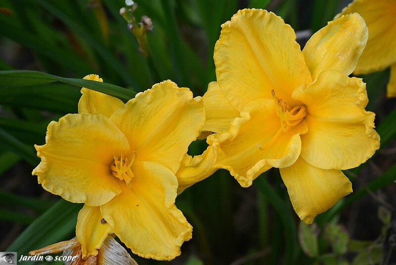 Hemerocallis Ed-Kirchhoff