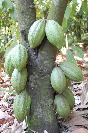T Cacao L