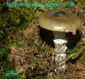 hygrophorus_olivac_oalbus__n_106