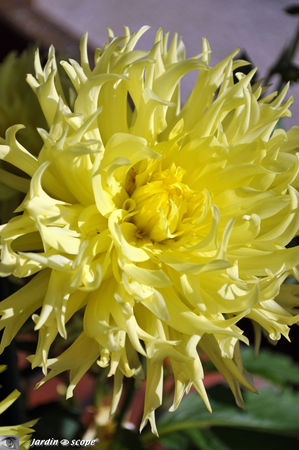 Dahlia_cactus_Jaune