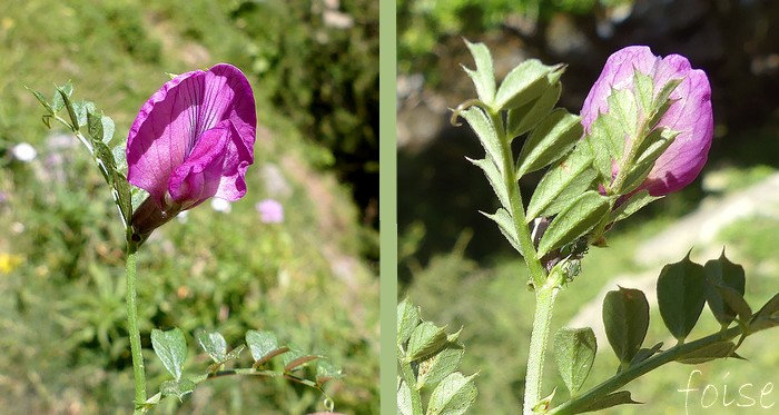 fleur solitaire axillaire subsessile
