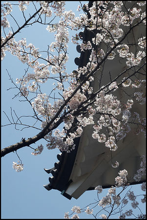 243_Sakura_imp_riaux