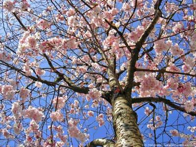 printemps_arbre_fleurs_4