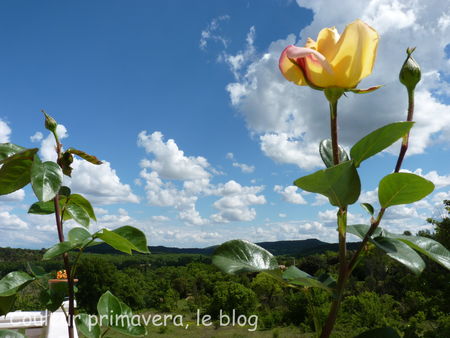 roses_jaunes