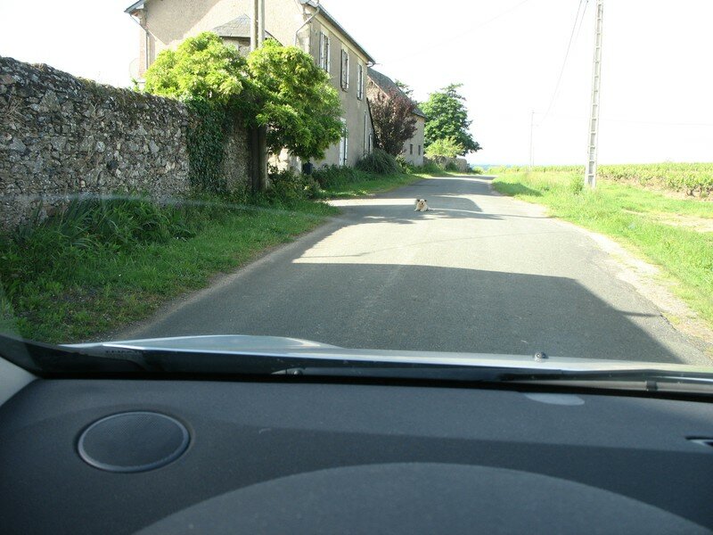 Vers le Moulin de la Pinsonnerie (49)