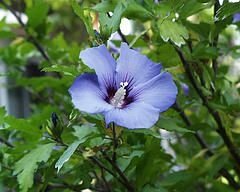 hibiscus-bleu