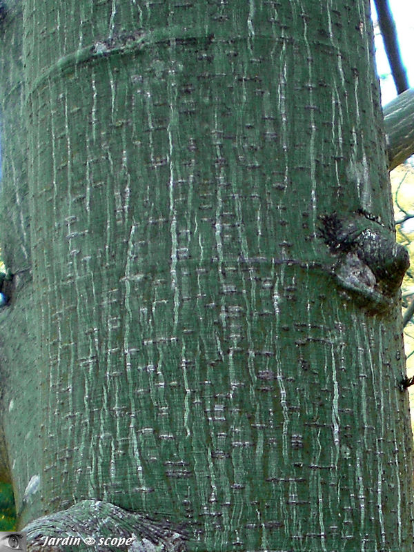 Ecorce décorative de l'Érable à écorce jaspée • Acer pensylvanicum