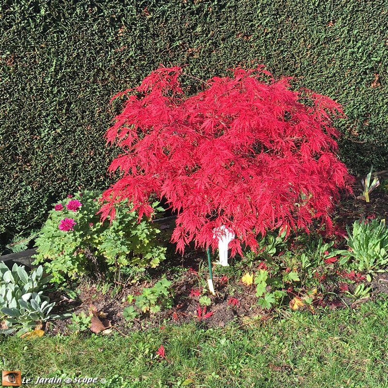 Acer