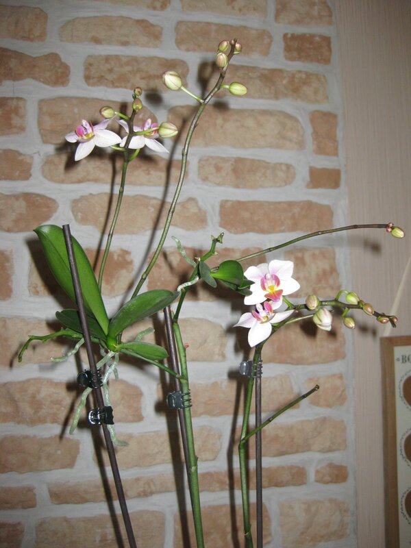 ORCHIDEE 58