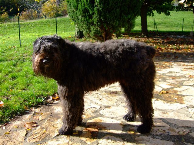 Gribouille de la DULLAGUE vit dans l'ARDECHE
