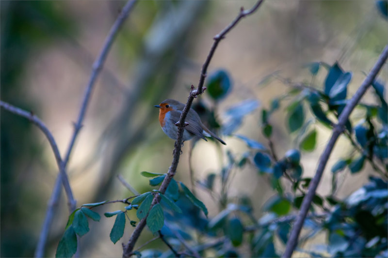 Oiseau RG 3 200124 orange