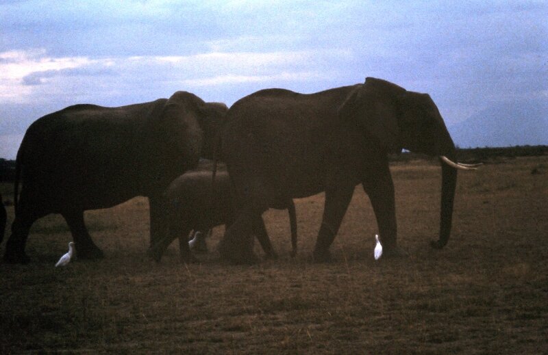 amboseli elephants troupeaux cc
