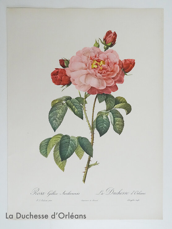 5 Duchesse d'Orléans