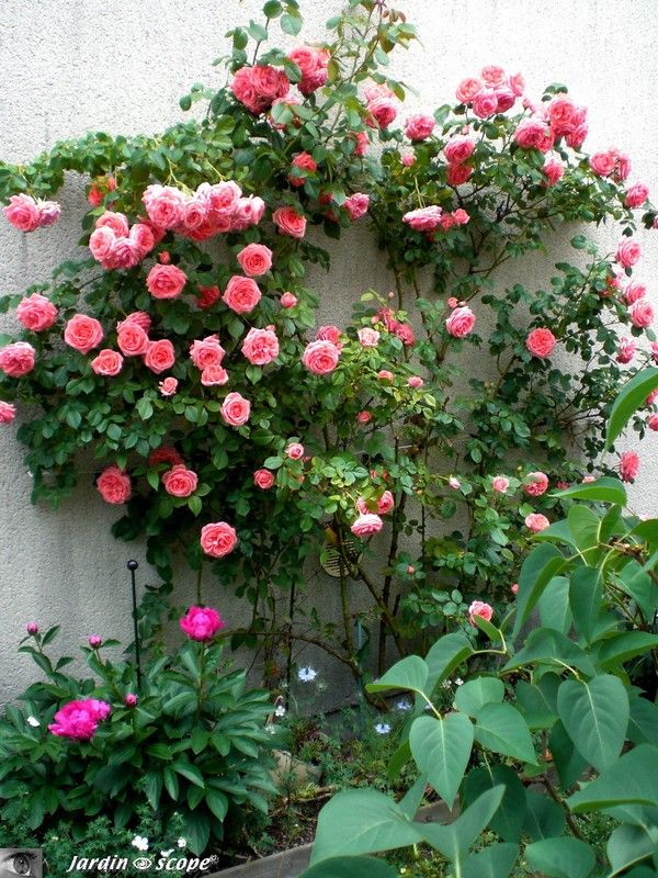 La profusion de fleurs du rosier 'Kimono'