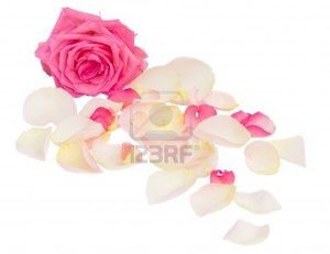 11893441_rose_avec_des_petales_isoles_sur_fond_blanc