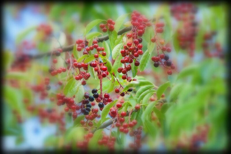 fruit-de-merisier