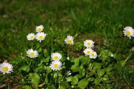 Marguerites