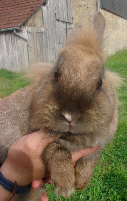 lapin 2