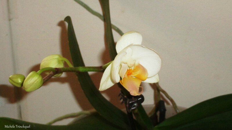 Orchidée blanche 160216