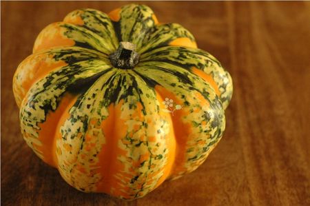 Patidou_orange_1