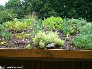 Toit végétalisé de la cabane de jardin