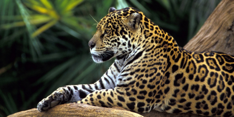 4074_Jaguar-In-Amazon-Rainforest_1_460x230