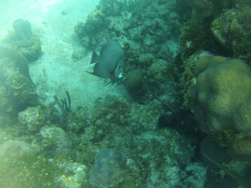 caye à French Harbour -Roatan (14)