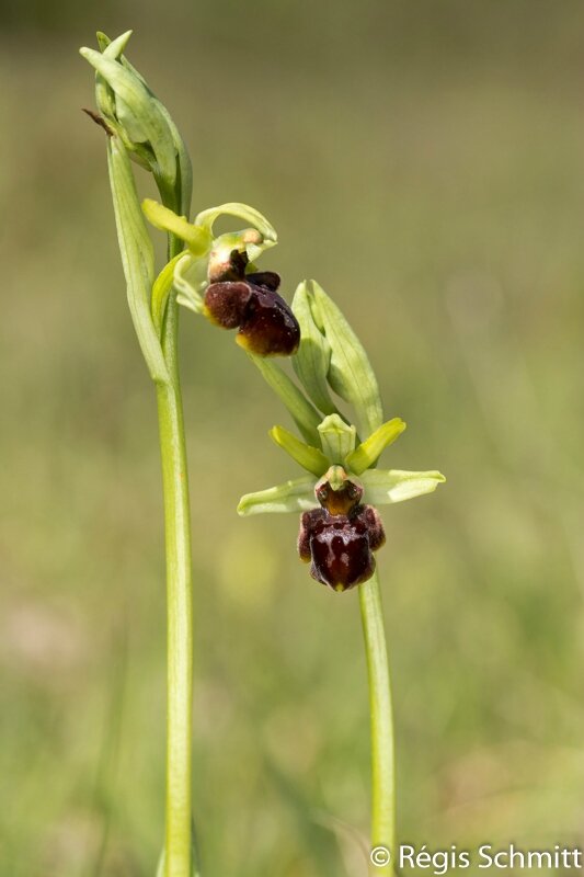 Ophrys sphegodes_Ophrys araignée 2016 04 25a1