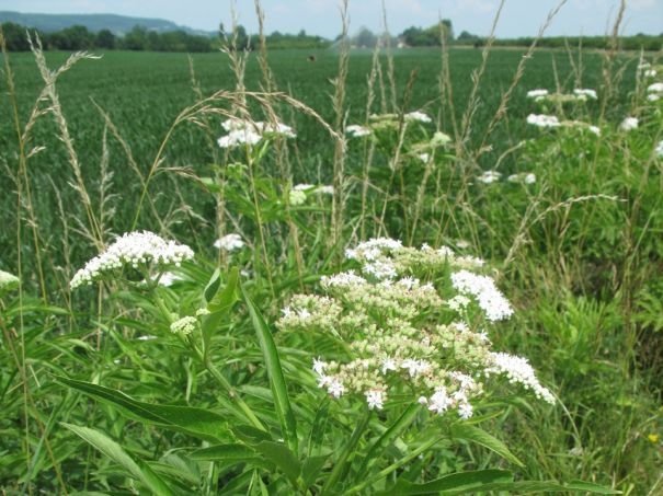 fleurs-du-sureau-yeble-sambucus-ebulus_0