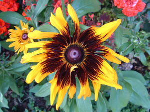 DSCF0398