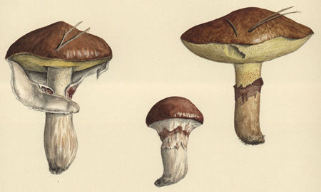 boletus_luteus