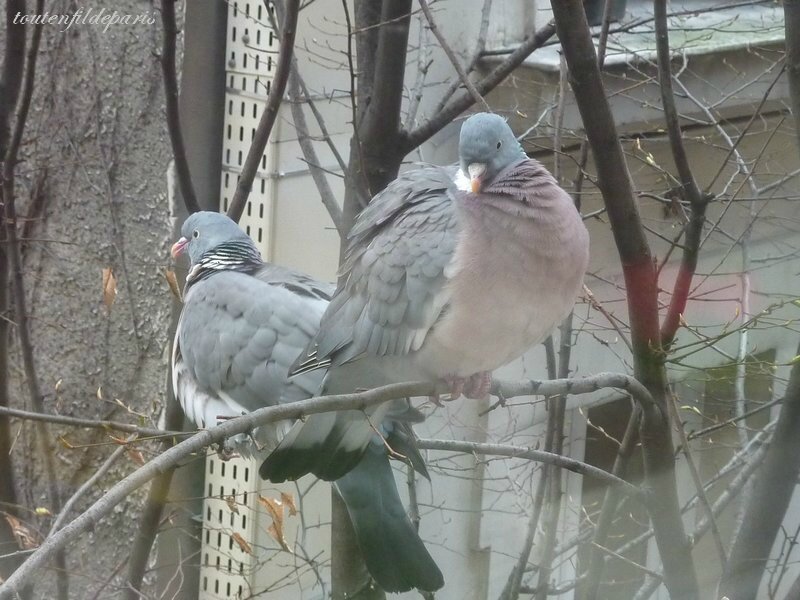 201403 pigeons